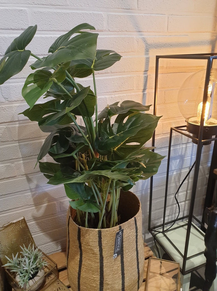 Plant in pot Monstera