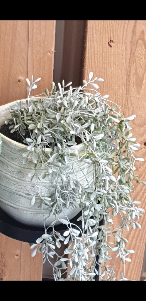 Buxus hangplant in pot