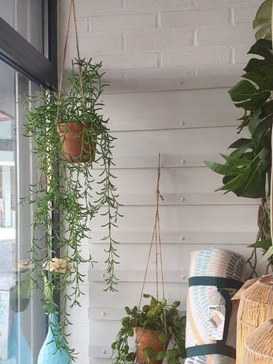 Hangplant in pot